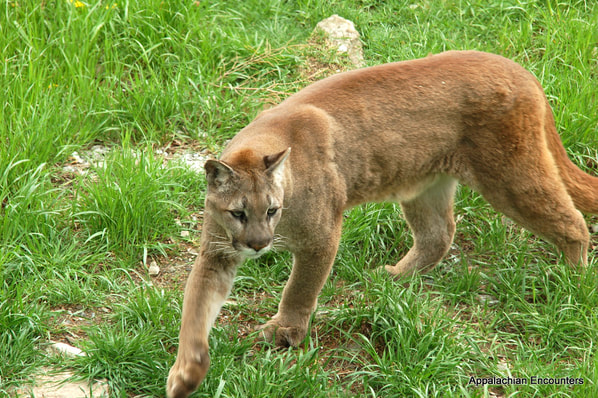 The Princes Risborough Puma. - Big Cats Of Chilterns